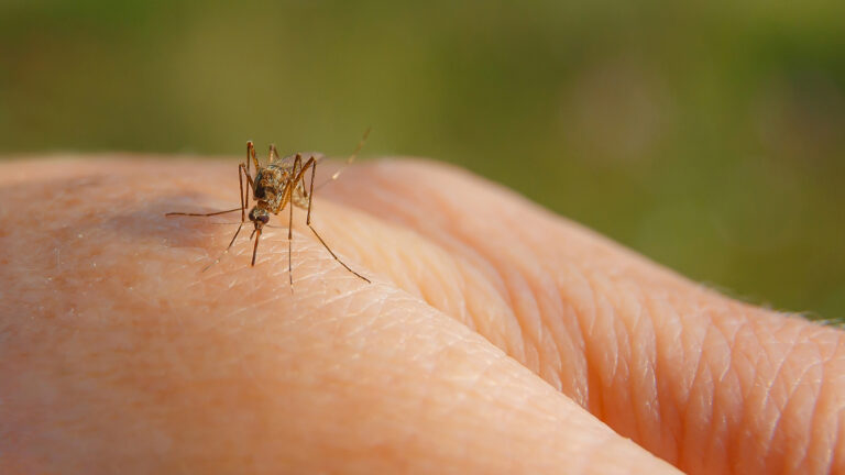 A chegada das chuvas aumenta os criadouros do Aedes aegypti, mosquito transmissor da dengue, e casos tendem a aumentar entre os meses de novembro e fevereiro. (Foto: Freepik)